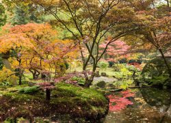 Japanse tuin Den Haag